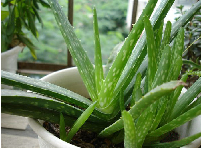 中华芦荟中国芦荟芦荟盆栽斑纹芦荟盆栽植物芦荟小苗3棵不含盆