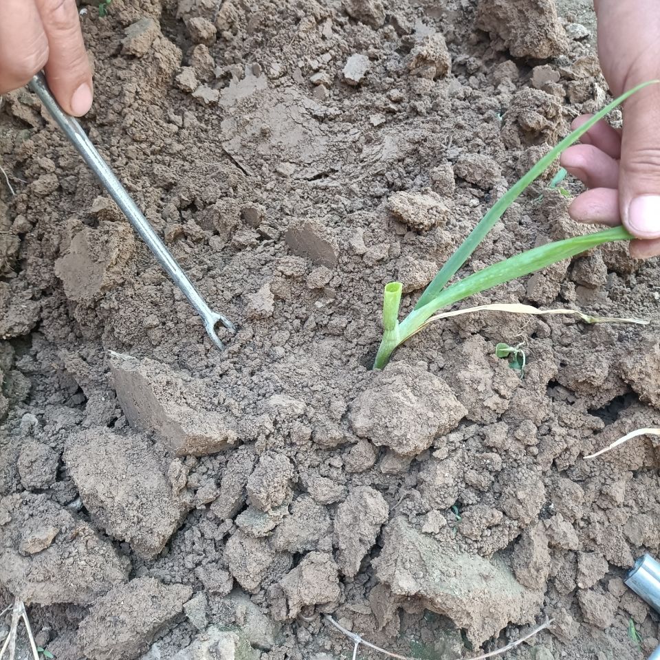 栽葱神器小葱栽苗器蔬菜栽苗器栽葱神器栽葱工具栽葱工具定制 科威顿