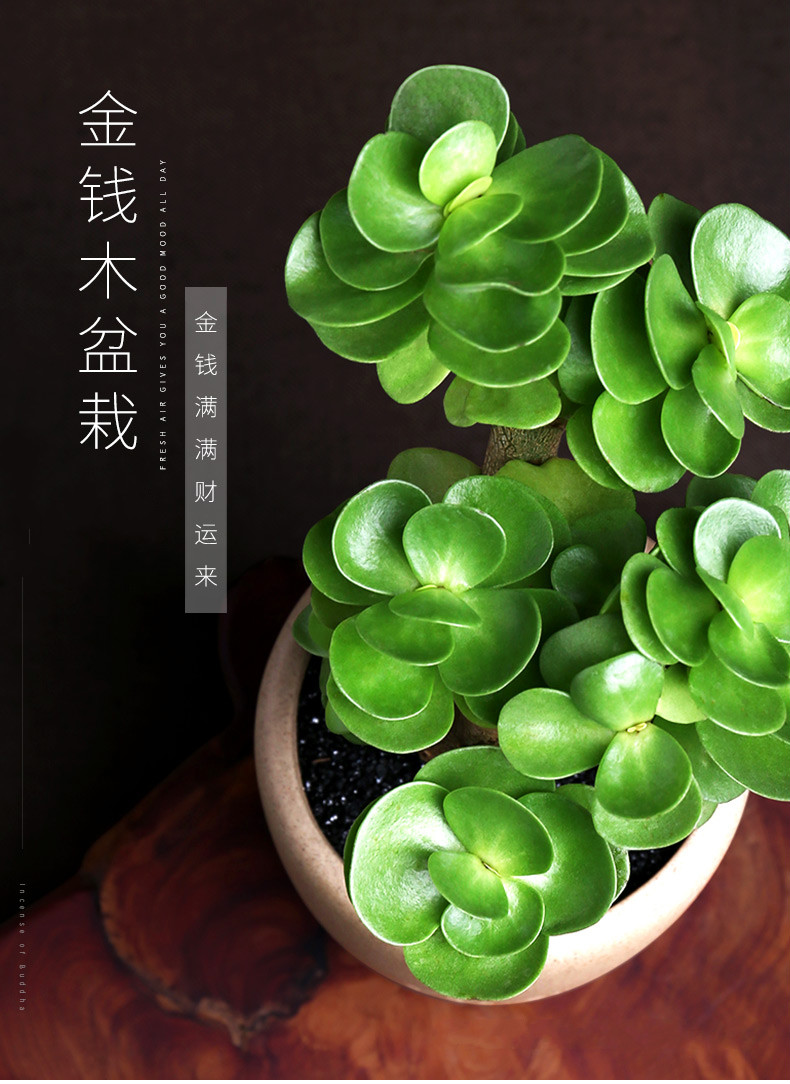 多肉植物盆栽金钱木新款含盆带土老桩室内绿植小盆栽盆景素烧盆金钱木