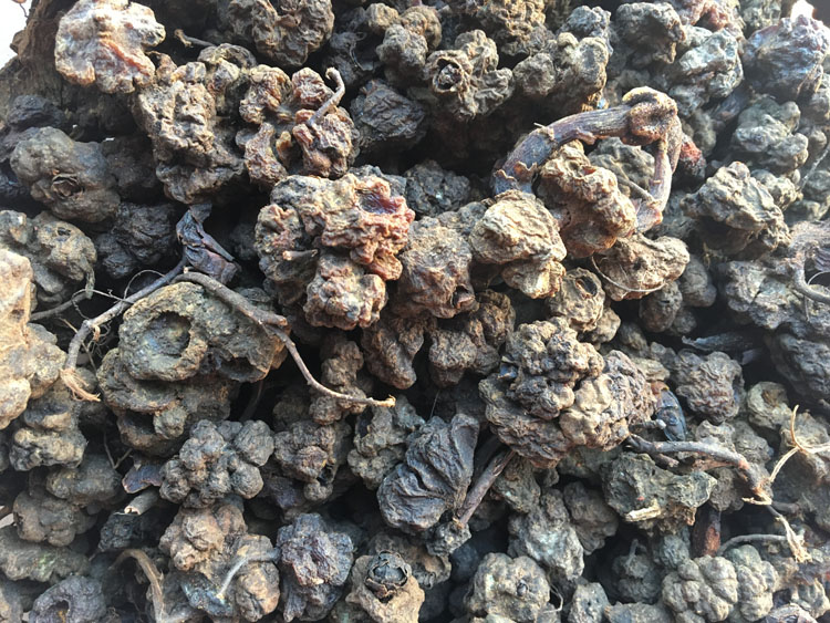 深山不出头葛菌山丛蓉 回春草 地重楼石上莲 独脚莲500g【图片 价格