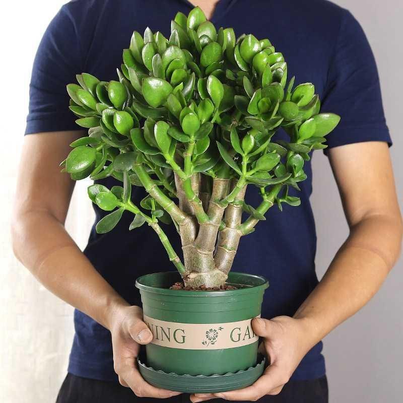 牵挂玉树盆栽苗老桩大叶玉树花植物多肉燕子掌室内客厅绿植花卉净化