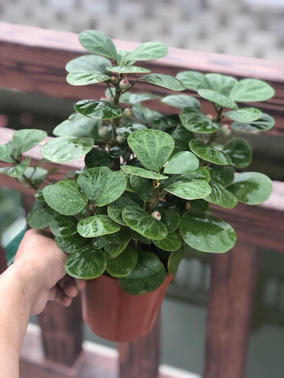 艺术盆景办公绿植居家摆件一树一菩提 小盼菩提-福字圆盆(带果)【图片