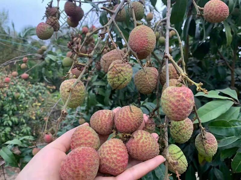2022新鲜早熟清甜桂花香荔枝现货当季 3斤【图片 价格 品牌 报价】