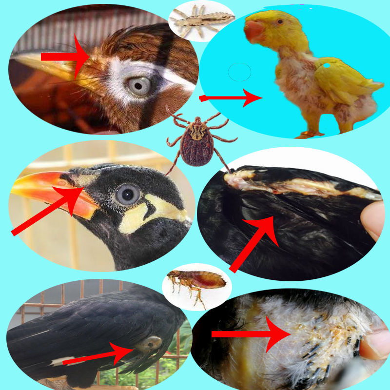 养鸟需备套餐驱虫沐浴液亮羽啄毛鹦鹉抗拉稀画眉鸟驱虫掉毛 亮毛肥膘