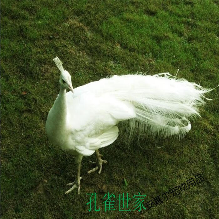 孔雀活体白孔雀幼鸟花孔雀观赏鸟活物宠物鸟全国发货两年花孔雀母