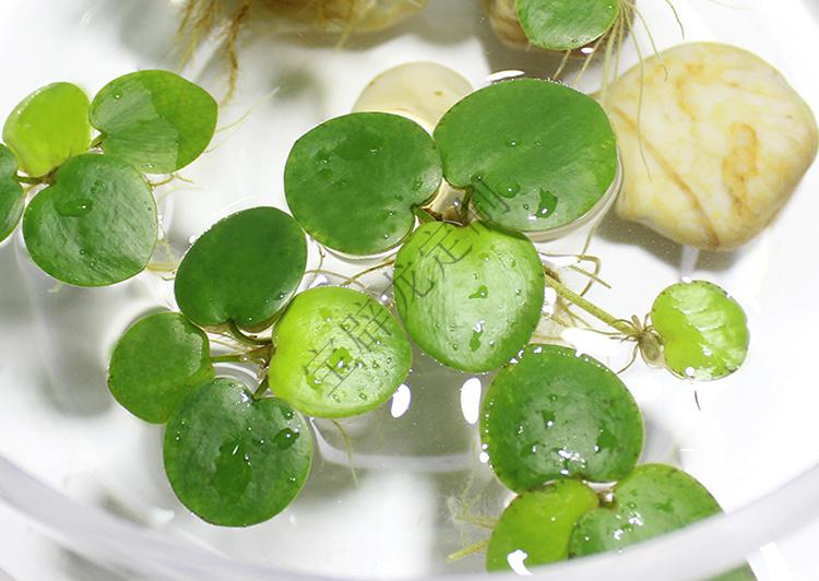 浮萍水草活体植物浮性除3净化水质微景观水族箱合同定制款 一叶莲无根