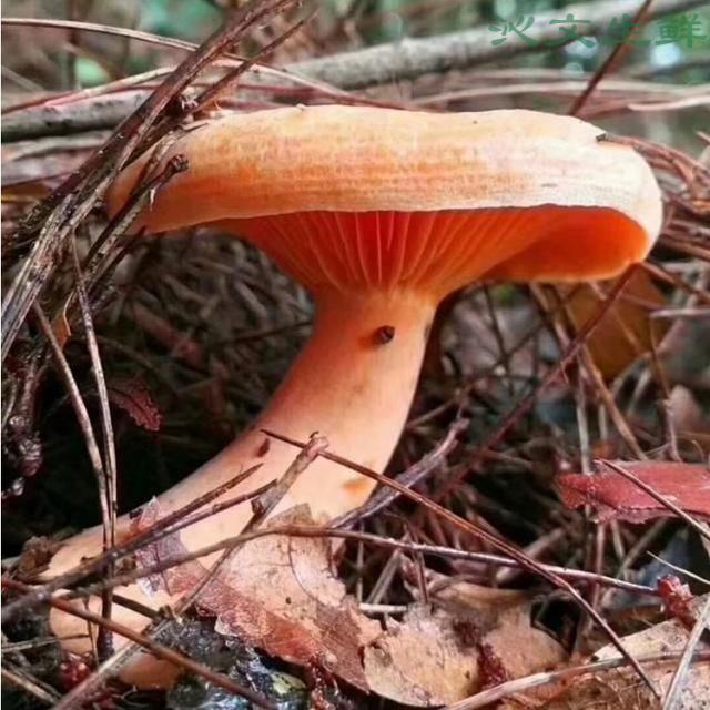 干枞菌松树菌寒菌松乳菇三九菇雁鹅菌重阳菌野生菌干菌菇类干菌类 干