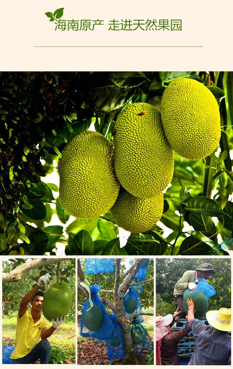 【海南产地直发】菠萝蜜一整个新鲜水果当季40斤波罗蜜特产 30斤