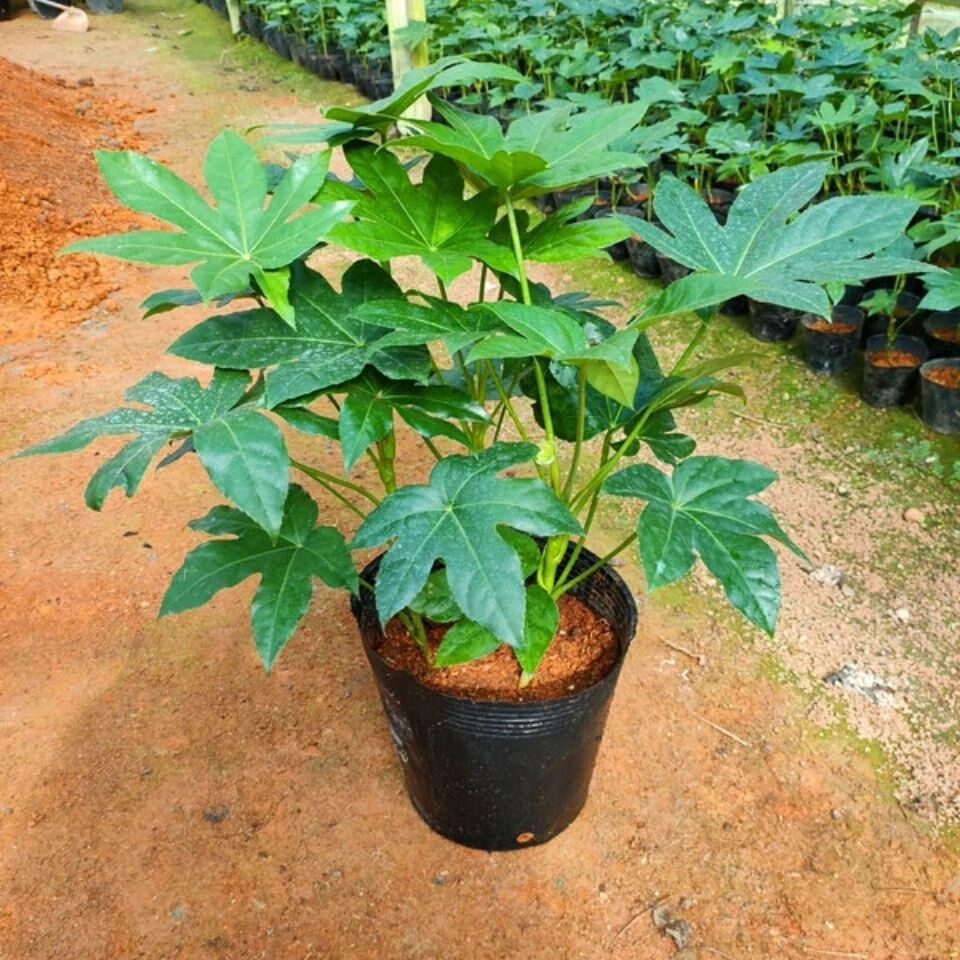 雨花蝶 八角金盘室内庭院观叶绿植耐寒耐阴四季常青工程庭院绿化苗