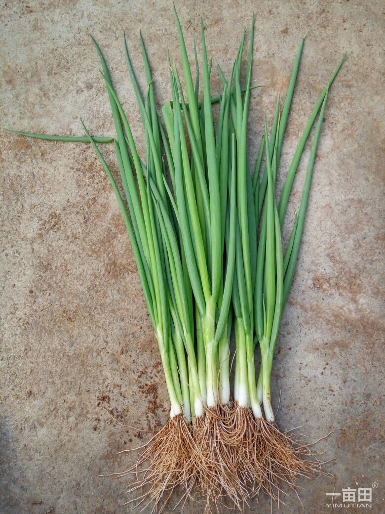四季小香葱种子 小葱种子 原装彩包蔬菜种子 四季小香葱