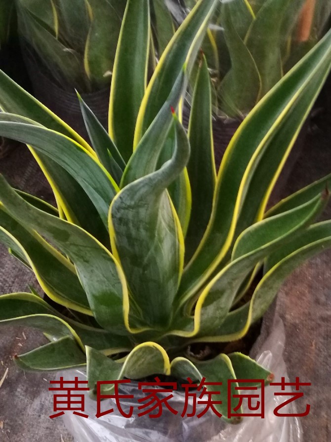 金边金边龙蛇兰黄金兰龙舌兰大苗多年生开花多肉植物 水培虎皮兰3棵