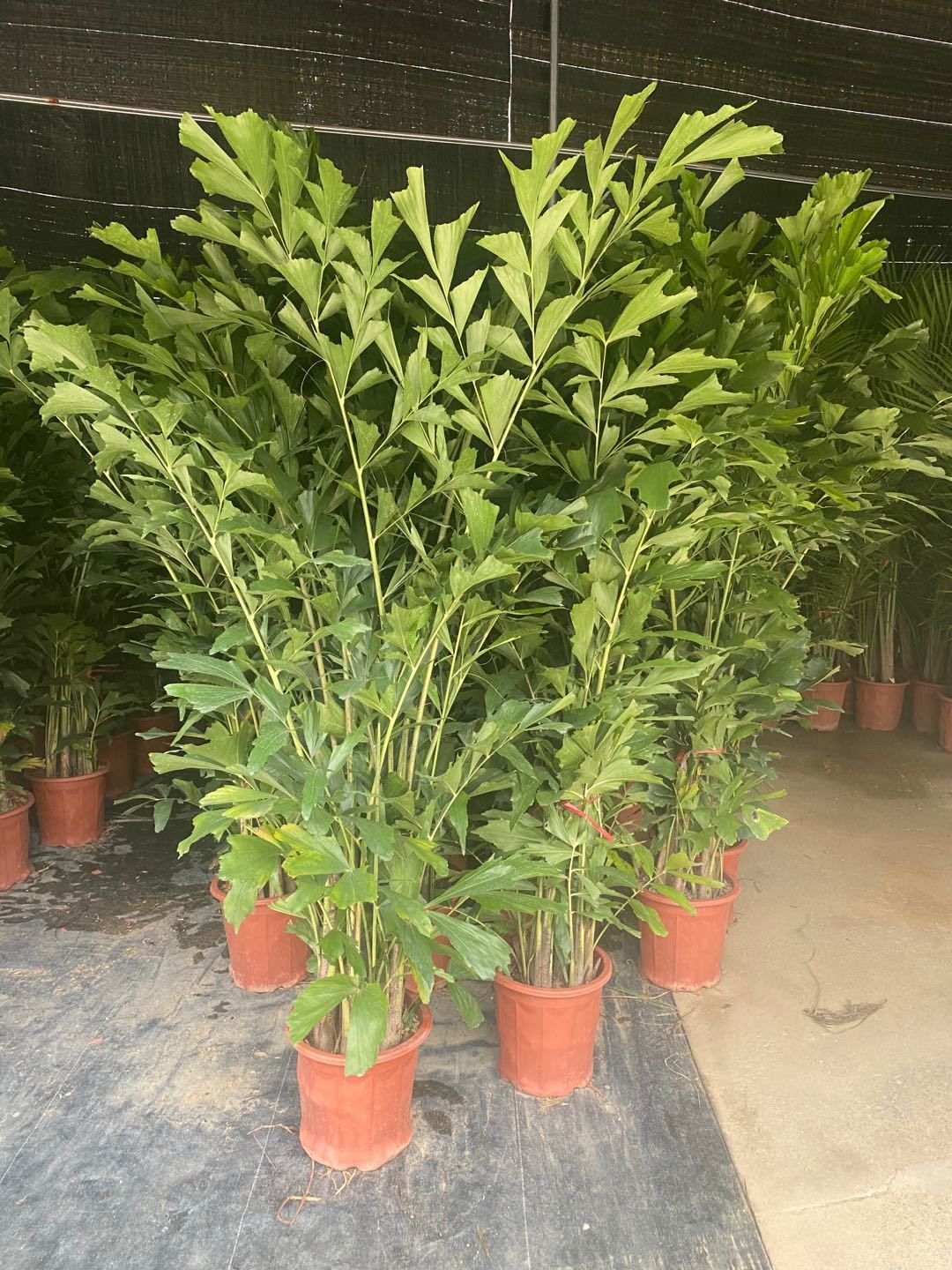 【送货上门】鱼尾葵盆栽大型室内外好养绿植办公室客厅卧室四季常青净