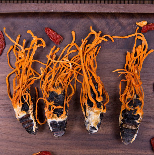 蛹虫草 真蚕蛹草 虫草花 北虫草 特级野生干货泡水煲汤 泡酒 蛹虫草