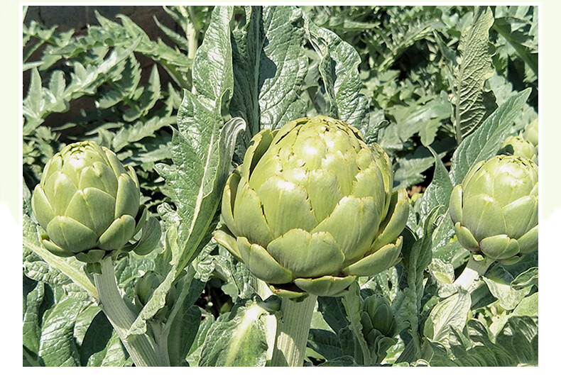 洋蓟新鲜3斤法国百合artichoke1500g 现摘现发云南曲靖朝鲜蓟 1500g