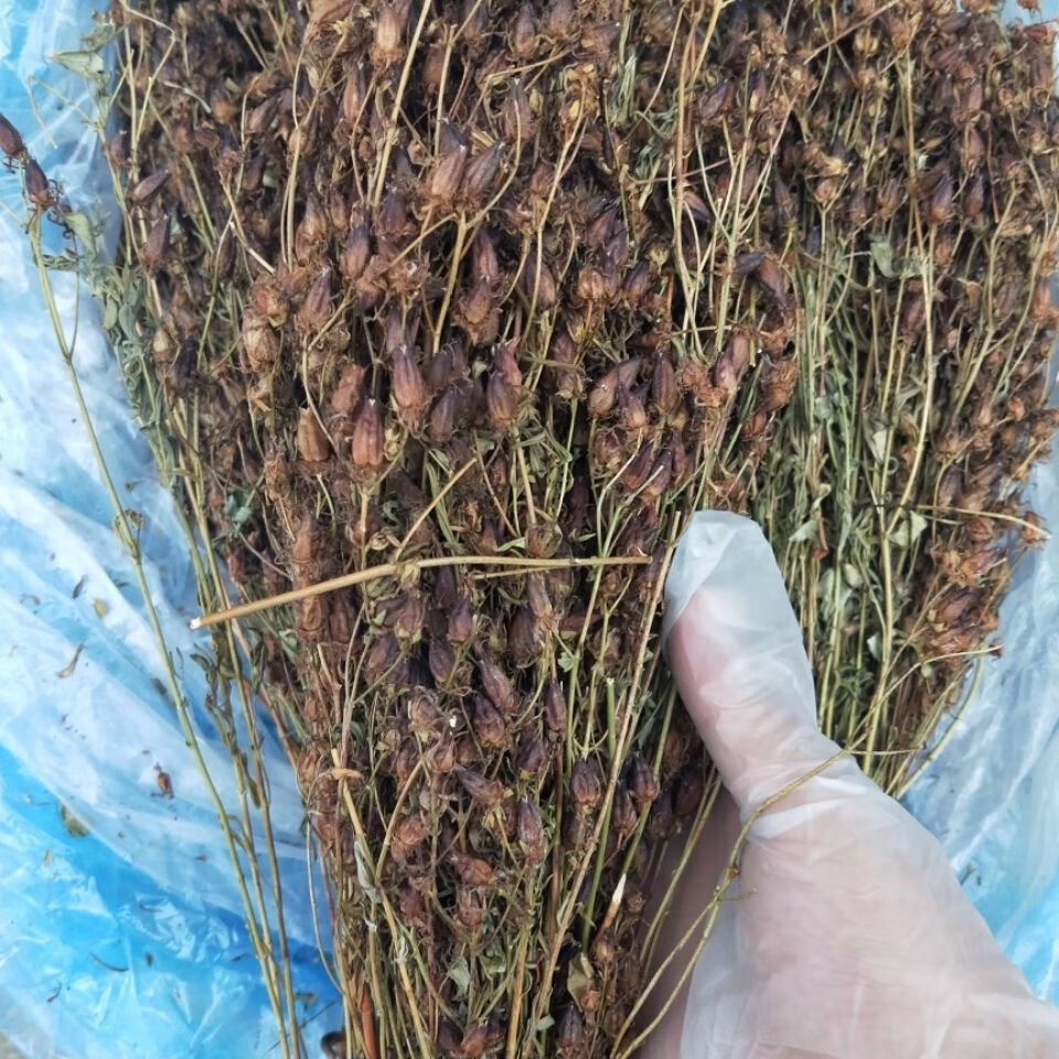 新货东北大兴安岭野生稳心草天然茶东北特产稳心草茶泡水泡酒 250g
