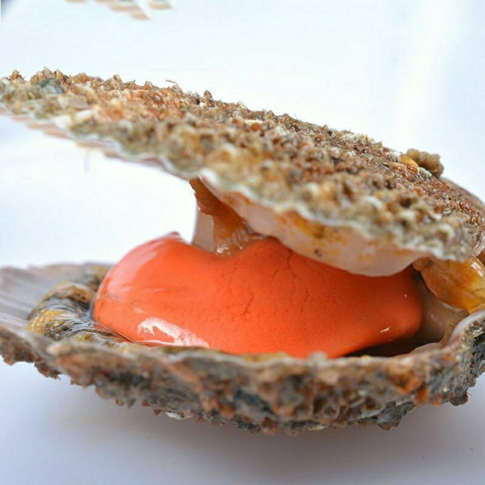 美之味扇贝鲜活新鲜港湾贝栉孔扇贝带壳活扇贝刺贝新鲜扇贝海捕贝类