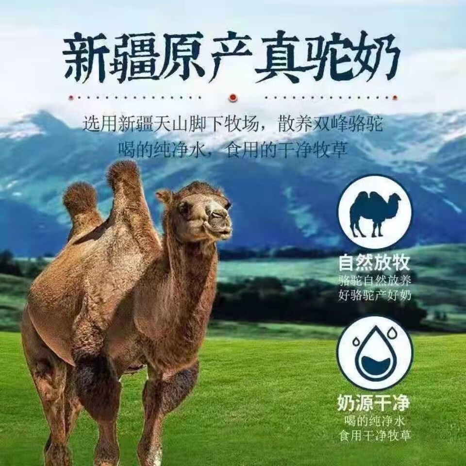 高钙益生菌骆驼奶粉新疆正宗双峰骆驼成人低脂无糖冲饮袋装驼乳粉 买