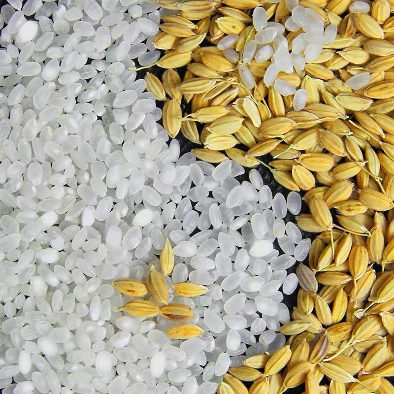 盘珠20年米10斤东北辽宁粳稻大米蟹田大米粳米碱地米东北蟹田米10斤备