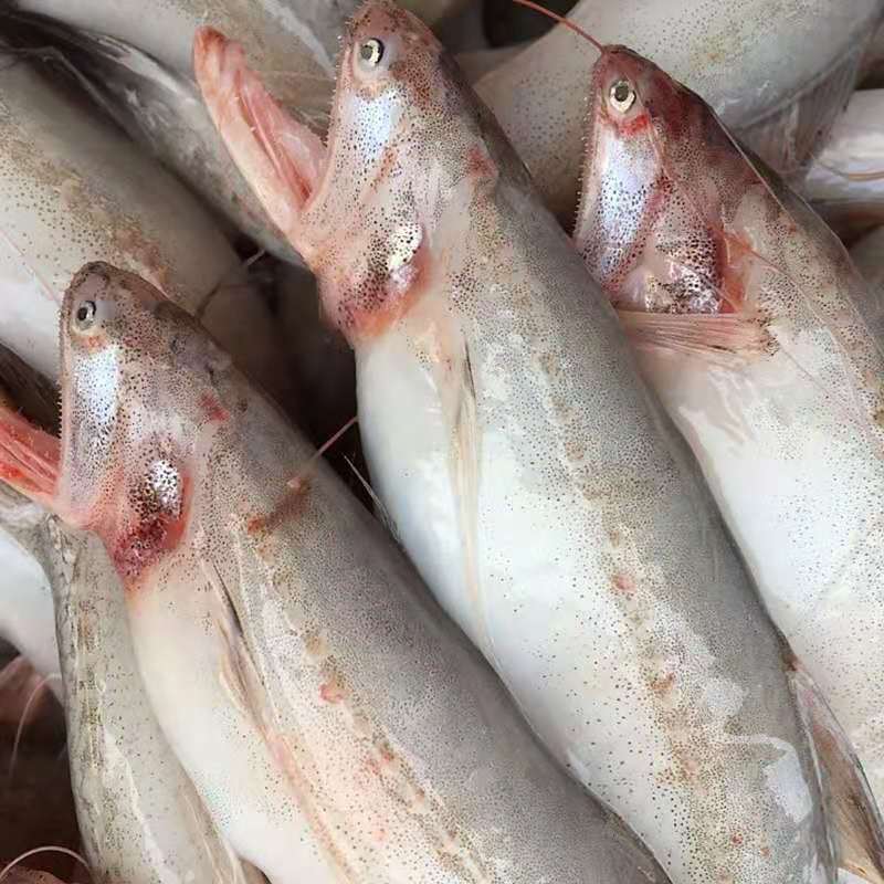 东海原生海捕龙头鱼新鲜海捕豆腐鱼鲜活九肚鱼鲜活速冻丝丁鱼康胜谊