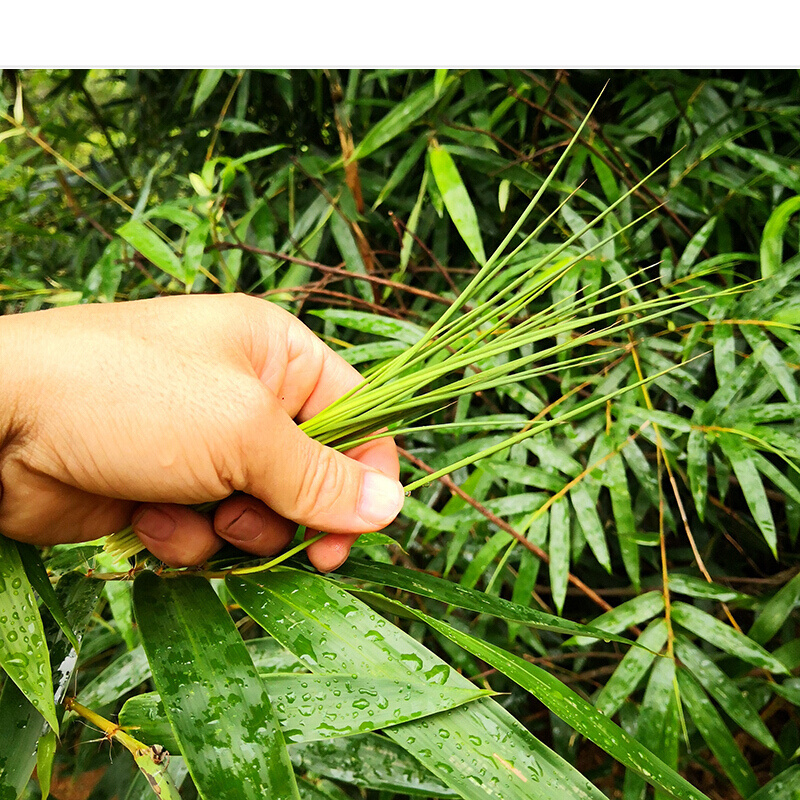 深山野生竹叶芯天然竹叶心竹心嫩芽竹芯竹卷心新鲜中药材凉茶100g