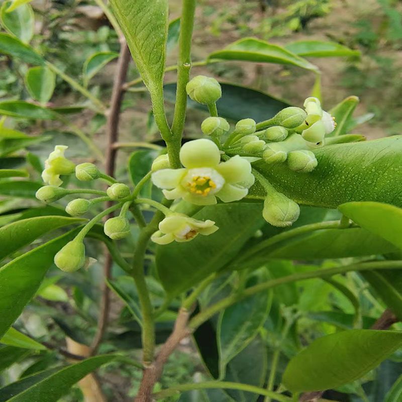 土沉香花茶干花正宗海南奇楠花嫁接一代棋楠树花沉香花养生茶保键 200