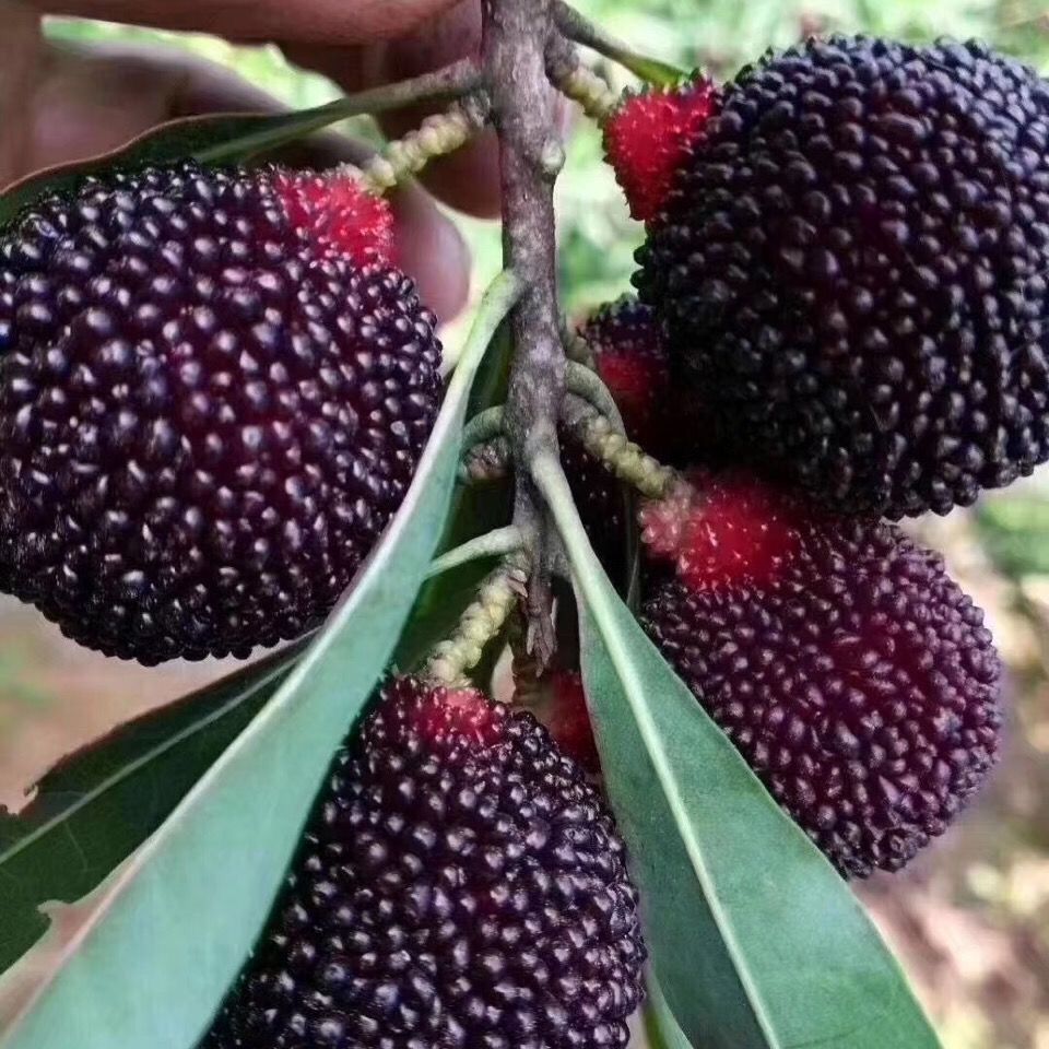 顺丰乌酥杨梅正宗潮阳金灶酥核广东应季新鲜孕妇水果现摘现发6盒共210