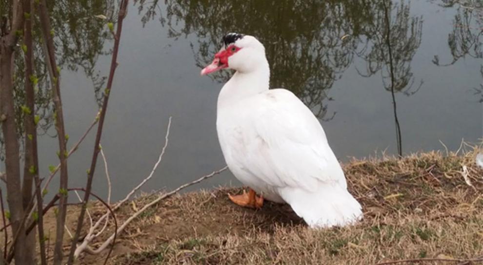 利妙财风农家土鸭老番鸭大番鸭白番鸭公番鸭 (整只)净重7斤左右【图片