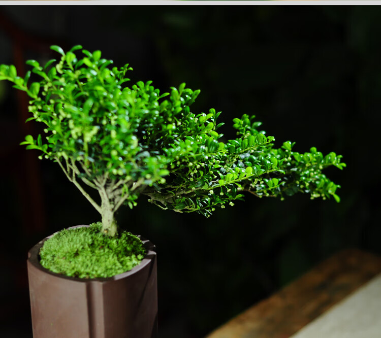 冬青造型小苗小叶老桩米叶悬崖盆景客厅阳台造景室内盆栽绿植四季