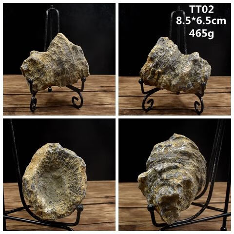 碗状珊瑚化石单体珊瑚化石原石古生物化石标本原石海洋生物化石 tt02