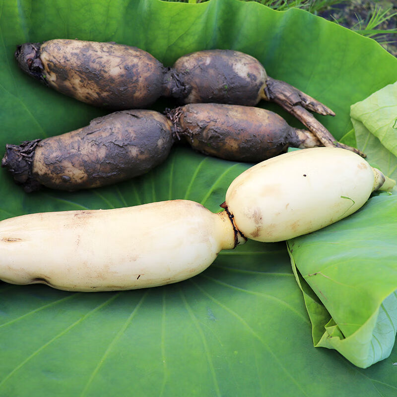 (柘城助农馆)新鲜莲藕现挖九孔脆藕嫩藕莲藕尖脆嫩清炒凉拌洪湖莲菜