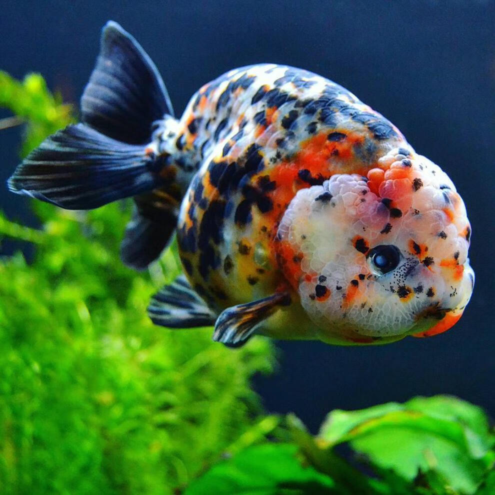 奢络弗 兰寿金鱼活体鱼苗观赏鱼金鱼锦鲤鱼冷水鱼蝶尾易养宠物鱼 猫狮