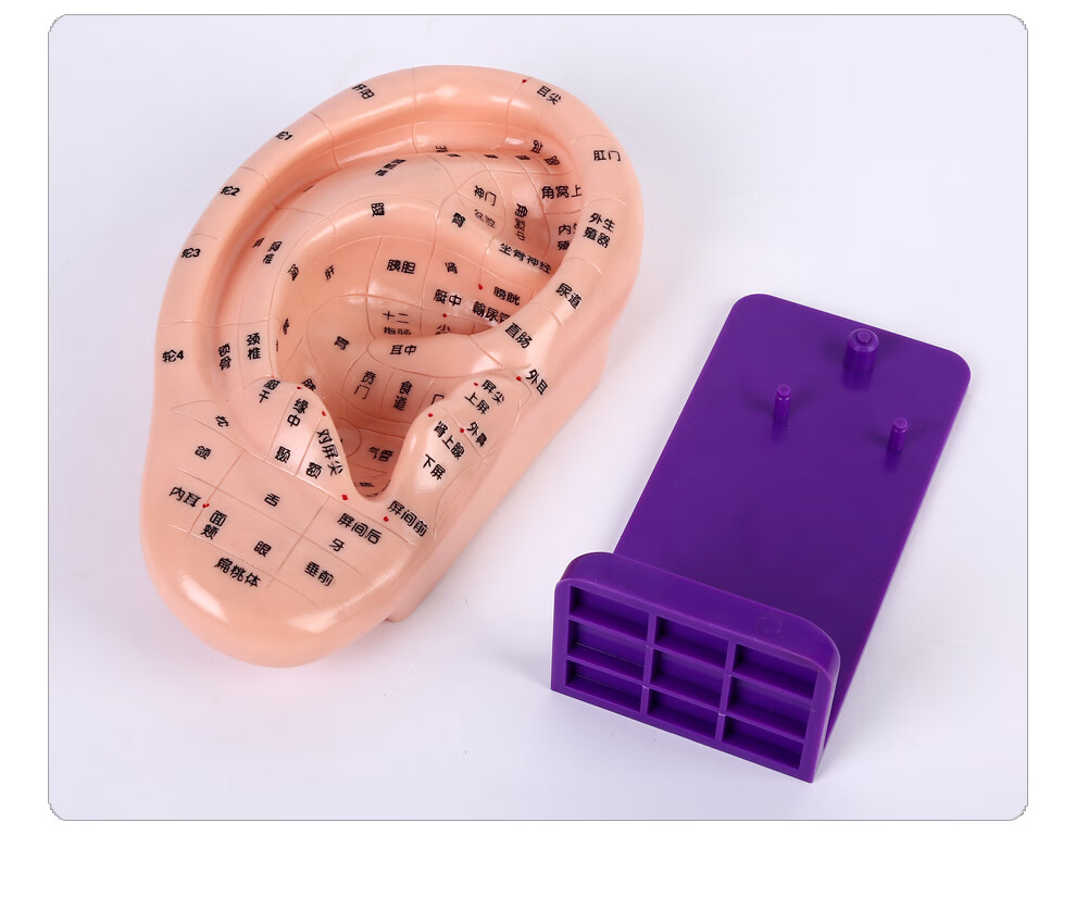 子彧(ziyu) 耳朵模型针灸耳反射区超清晰刻字耳朵模型大号针灸耳模型