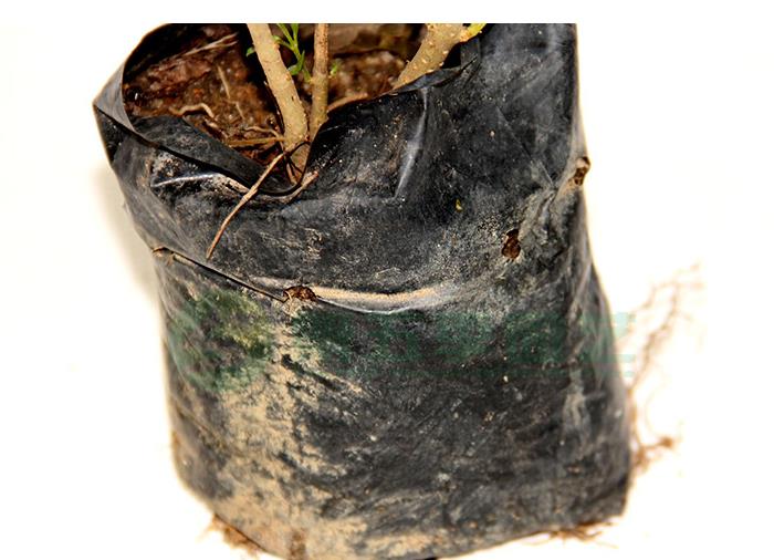 园艺春枝韵黑色加厚塑料育苗袋三叶青种植袋柑橘营养袋杯脐橙容器一次