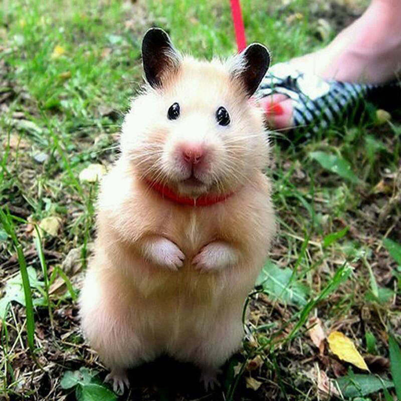 【京选推荐】仓鼠活体布丁情侣金丝熊小宠物幼崽动物三线银狐紫仓粮食