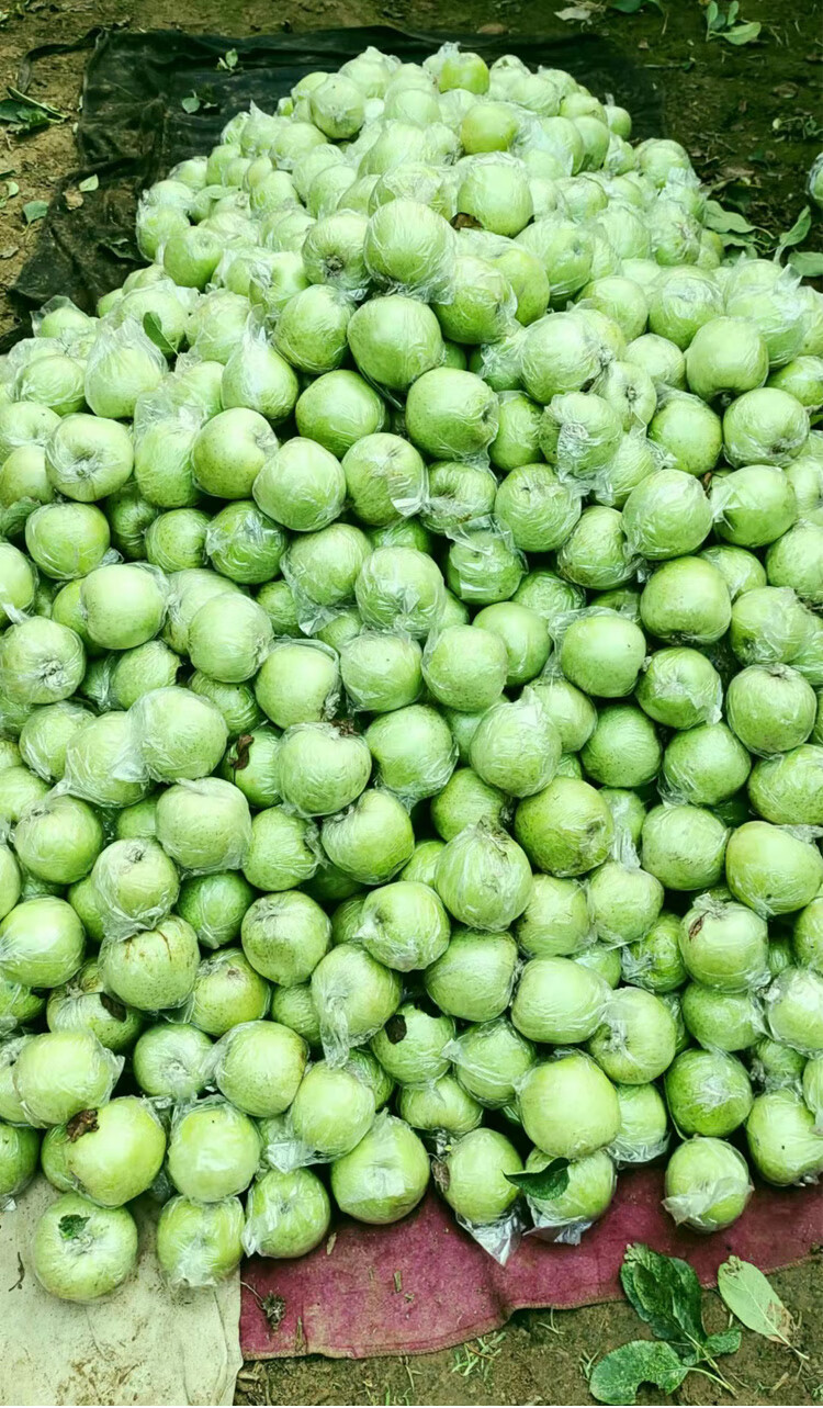 玉林青苹果 现摘王林苹果雀斑美人新鲜当季整箱青苹果