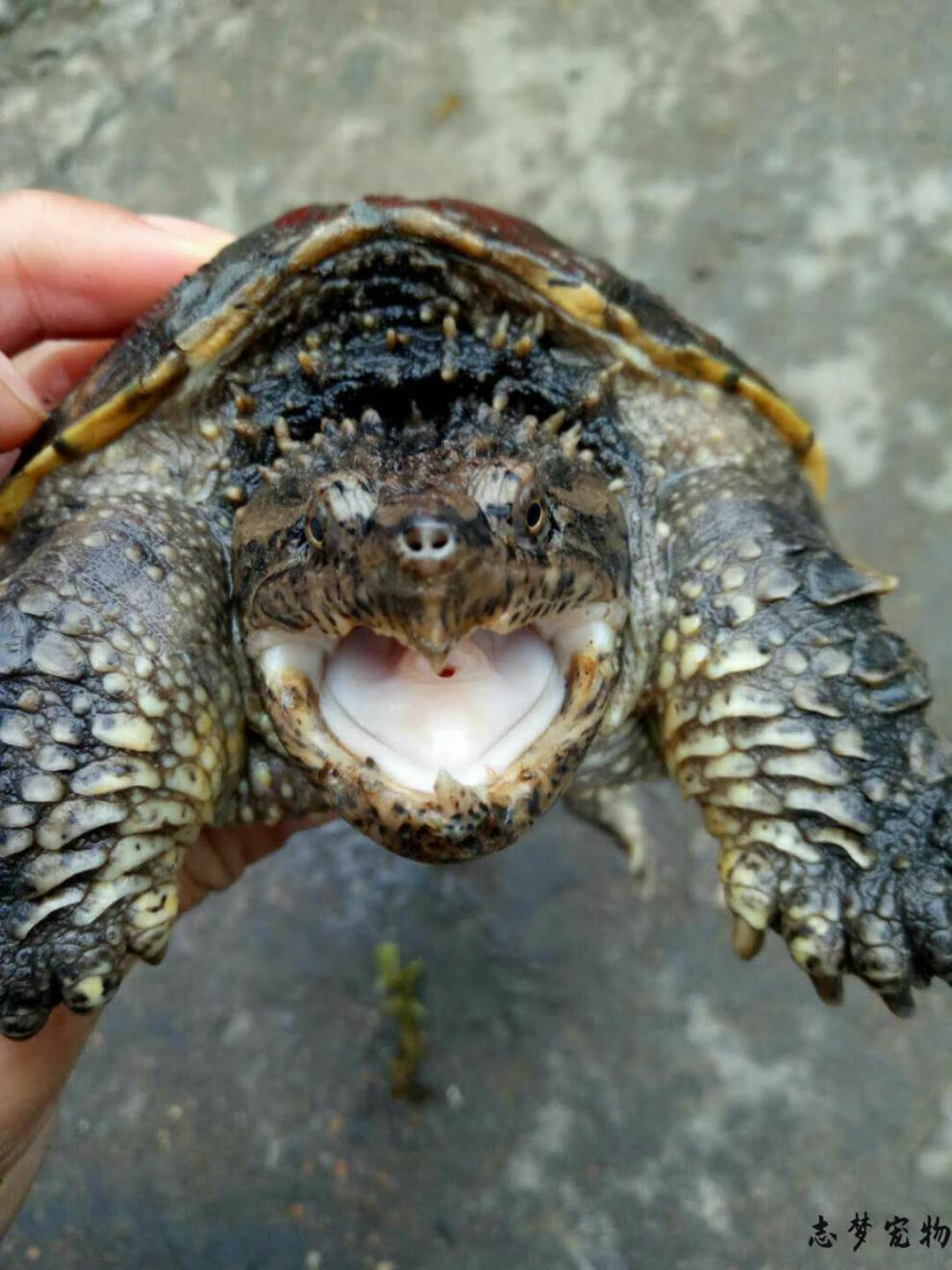 鳄龟活物北美小鳄龟苗大鳄龟黄壳杂佛鳄龟爆刺纯佛鳄水龟低价 杂佛5-6