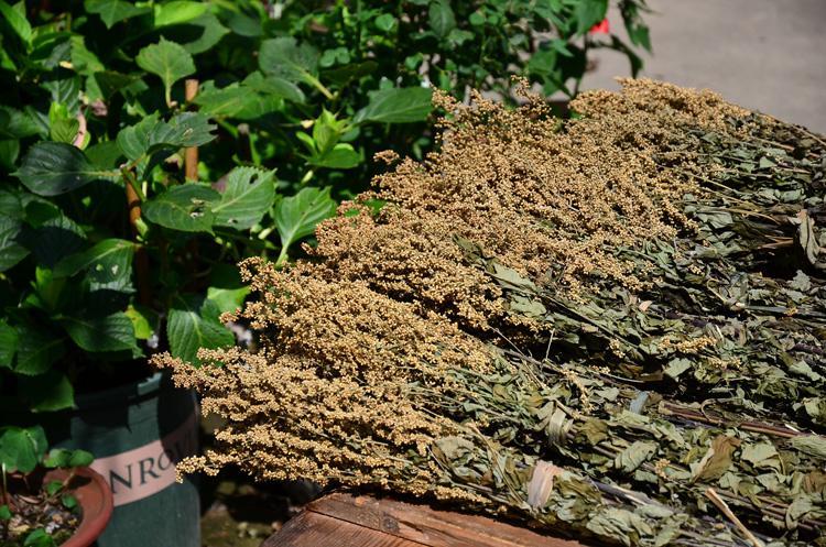 高山野生六月霜茶防中暑解暑热夏季凉茶刘寄奴奇蒿干品 250克【图片