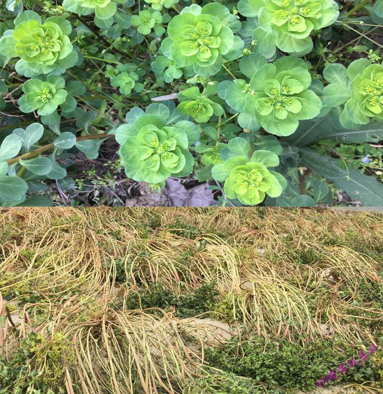 野生猫眼草铺整棵颗新鲜晒干的货品500g 泽漆猫眼草 干品 (500克)1斤