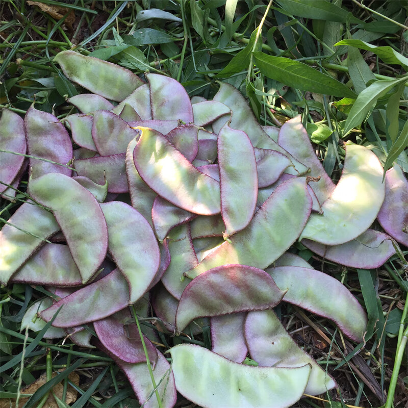 现摘鲜达特脆嫩广东湛江农家自种新鲜扁豆角峨眉豆眉豆刀豆鹅米豆紫边