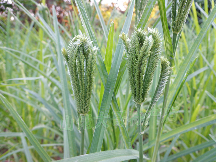 晨臻 广西特产新鲜陈粟米粟粉龙爪粟鸭脚粟拳头粟粄狗尾粟䅟粑五谷