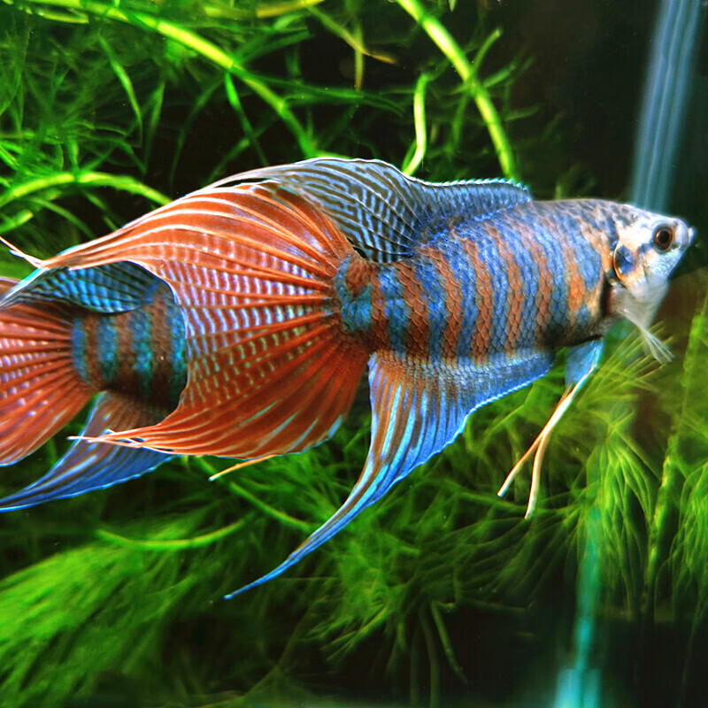 京选推荐中国原生斗鱼活体活鱼冷水淡水观赏鱼好养耐养鱼金鱼小型