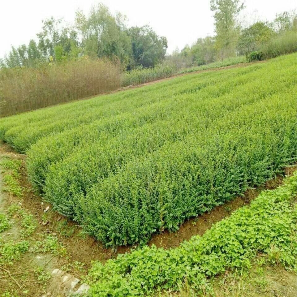 金叶女贞金叶女贞苗庭院别墅绿化苗木篱笆苗绿篱苗小叶女贞苗金叶女贞