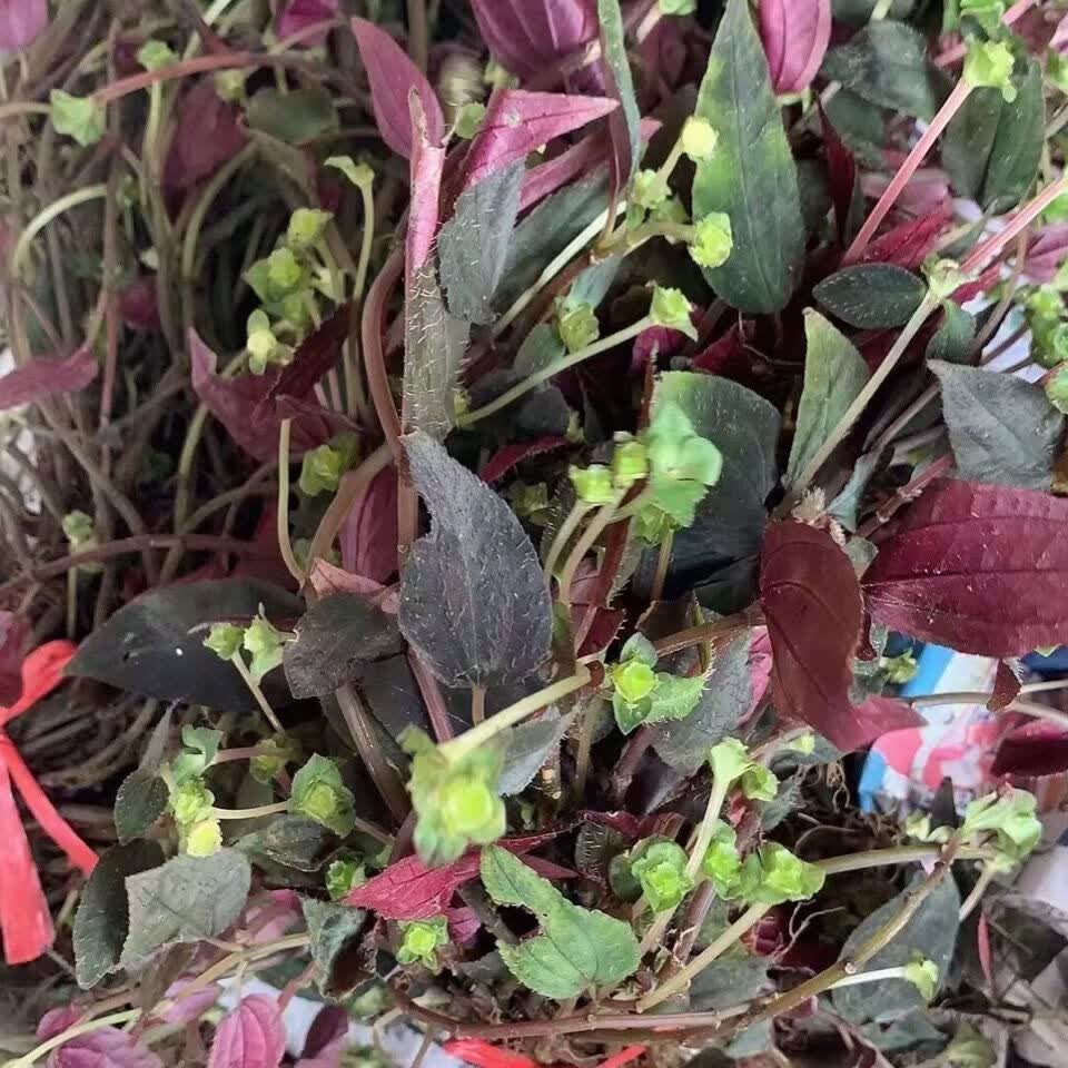 福建野生风柜斗草 50/250g野生风柜斗草 福建直发新晒干品正宗风鼓草