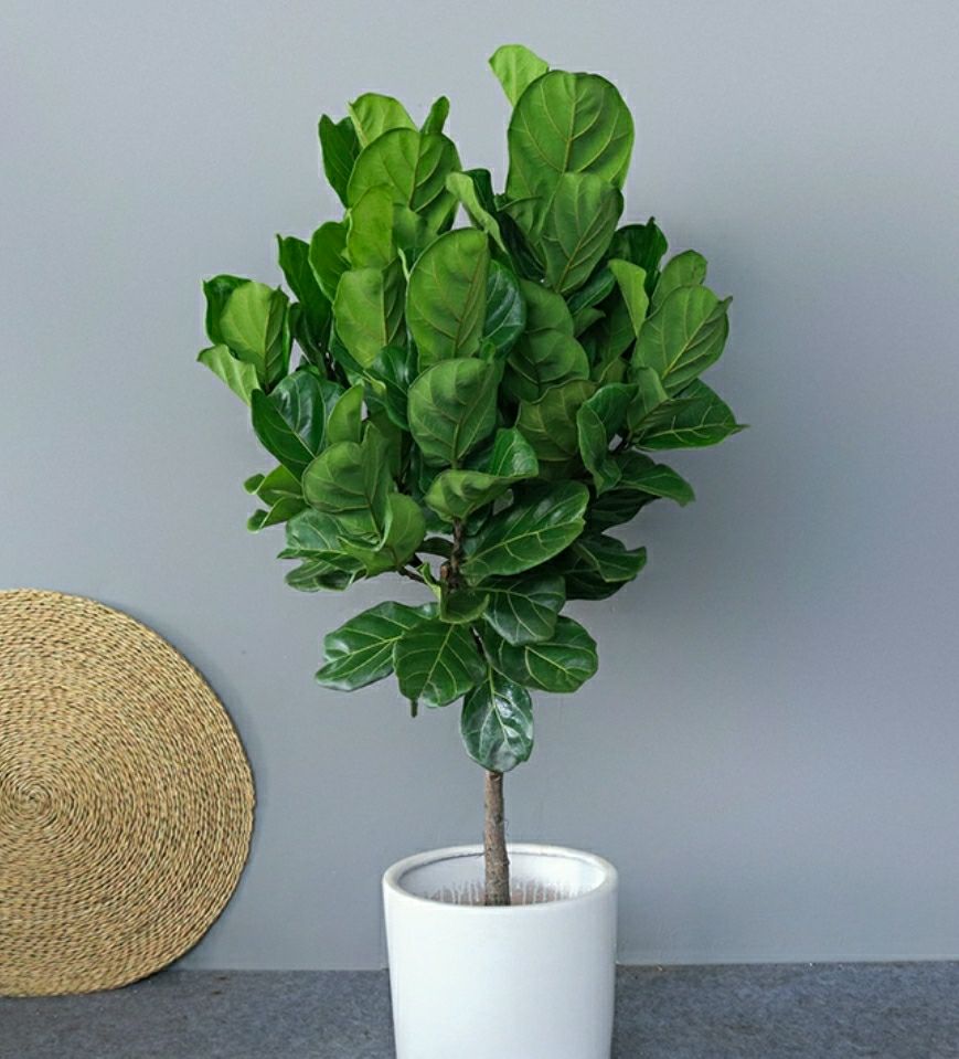 45-1.55米棒棒糖琴叶榕【图片 价格 品牌 报价】-京东