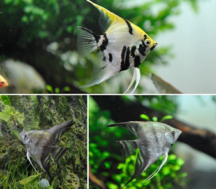 荣郁神仙鱼燕鱼秘鲁七彩神仙群游热带观赏鱼小型鱼苗活体淡水墨燕红头