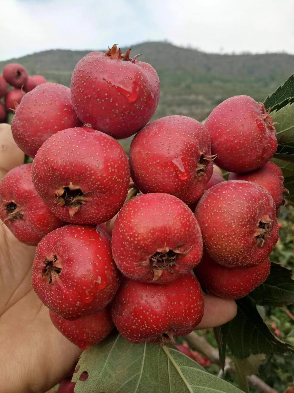 新鲜山楂果5斤山楂鲜果鲜山楂现摘大山楂大金星酸甜山楂果5斤 3斤精选