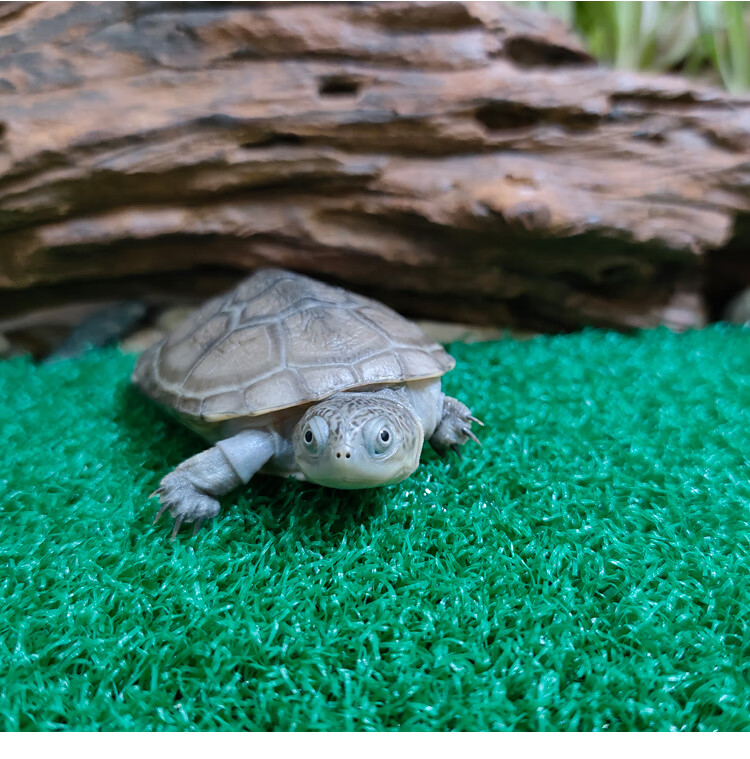 cmcm西非侧颈龟沼泽侧颈龟棱背东非深水长颈热带观赏龟 沼泽苗2~3cm
