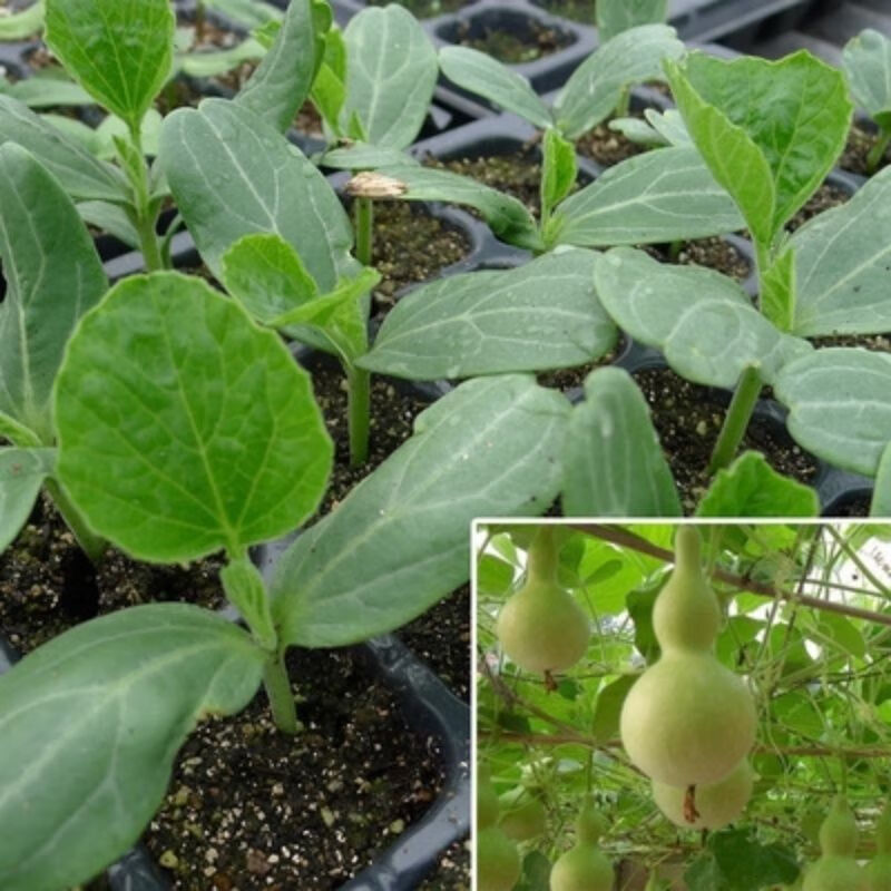 小葫芦种苗植物盆栽庭院特大葫芦瓜苗葫芦苗秧室内四季庭院爬藤 巨型