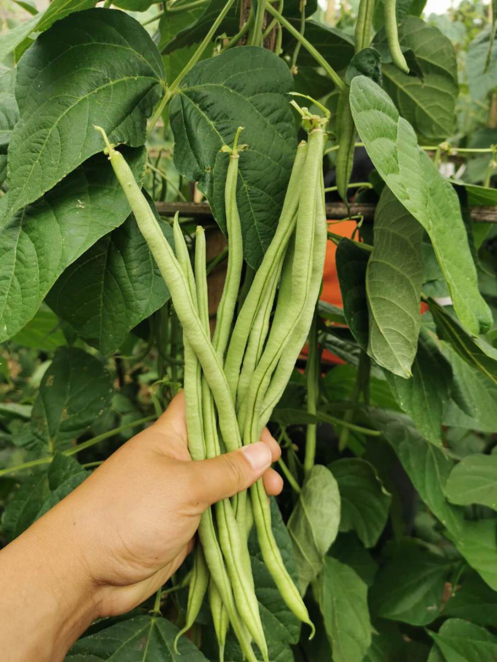 棠鲜生豆角四季豆 新鲜四季豆刀豆芸豆青豆角5斤装