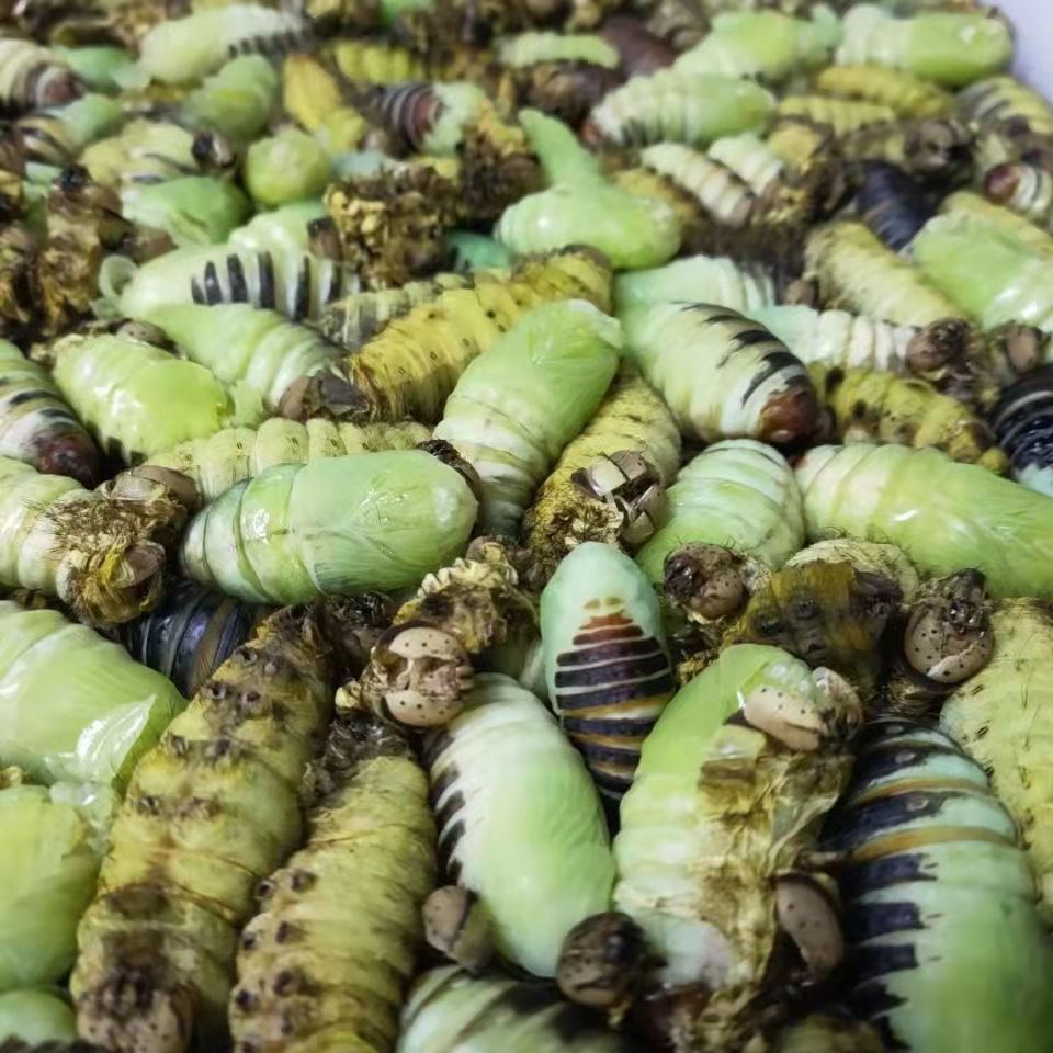 冻嫩茧蛹神仙糖宝薄茧蛹绿色茧蛹蚕茧薄皮柞蚕蛹一份 省外拍4斤装